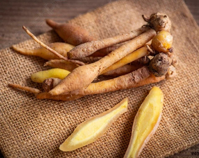 Live Ginger Plant Starter - 4-6 Inch Finger Root Boesenbergia rotunda - Organic Culinary Herb for Indoor & Outdoor Gardens