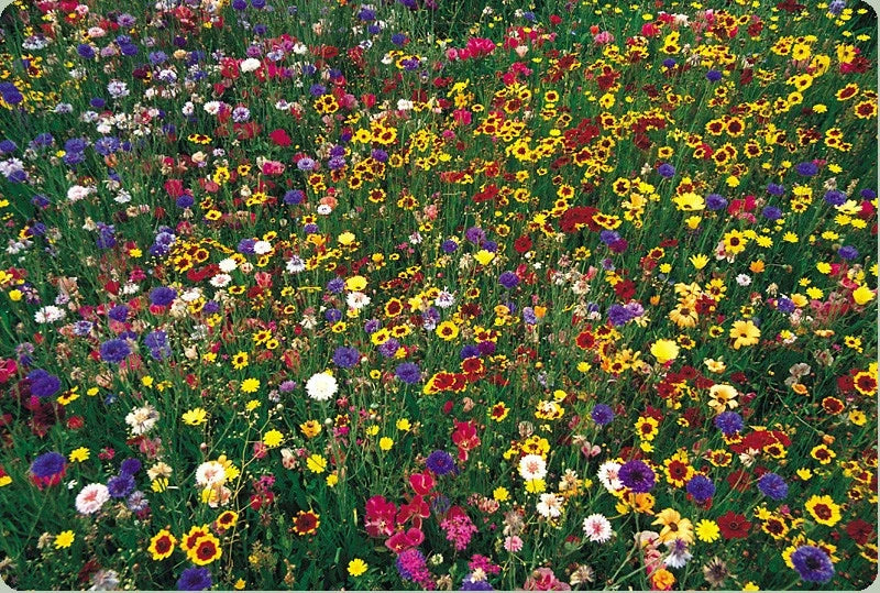 Wildflower Seed Mix - 2000 Seeds for Gardens, Meadows & Borders - Non-GMO, Native Plant Blend - GroCo USA
