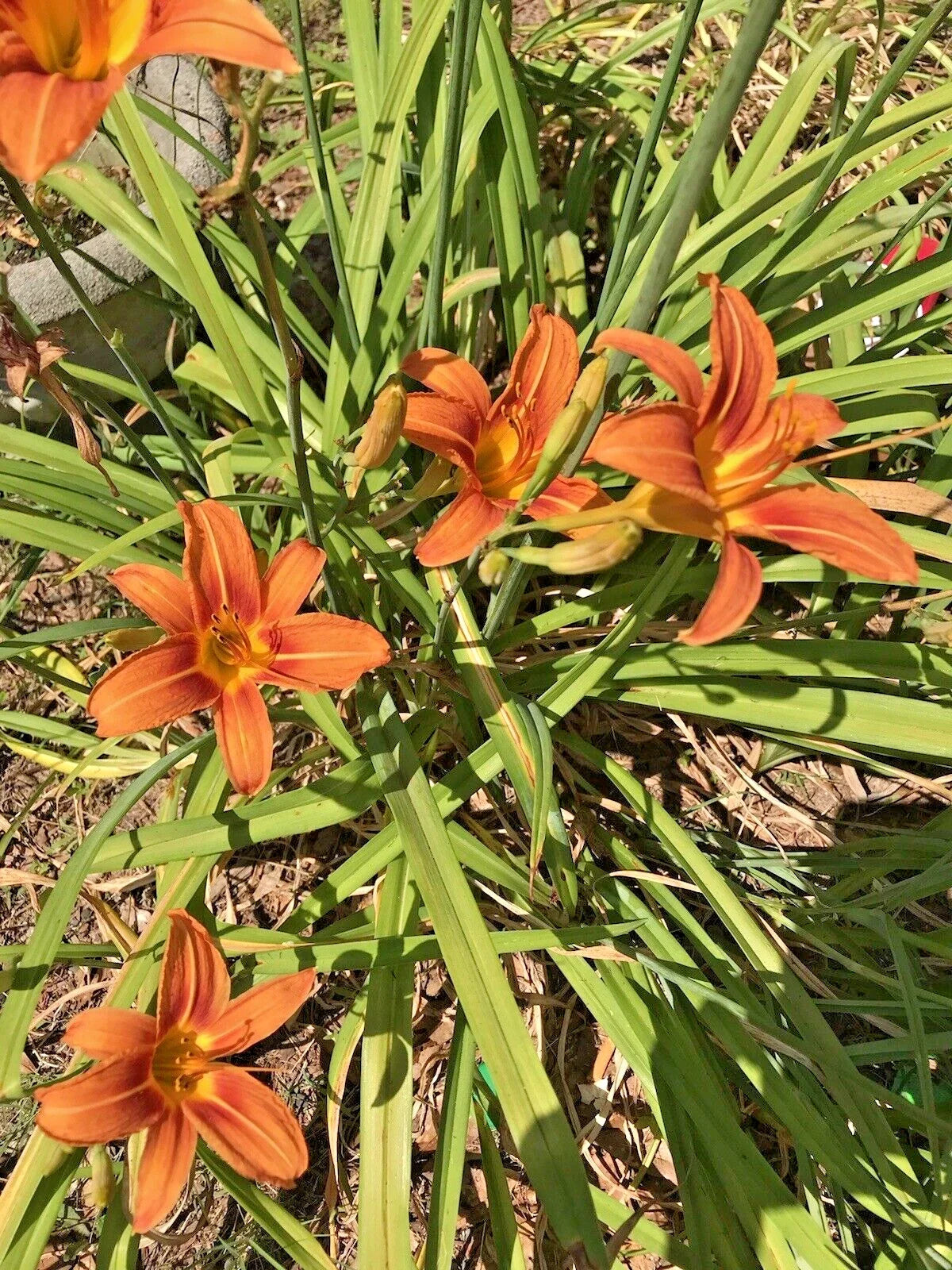 Daylily Rhizomes Bare Root Bulbs - Orange Hemerocallis Perennial Flowers for Garden Borders