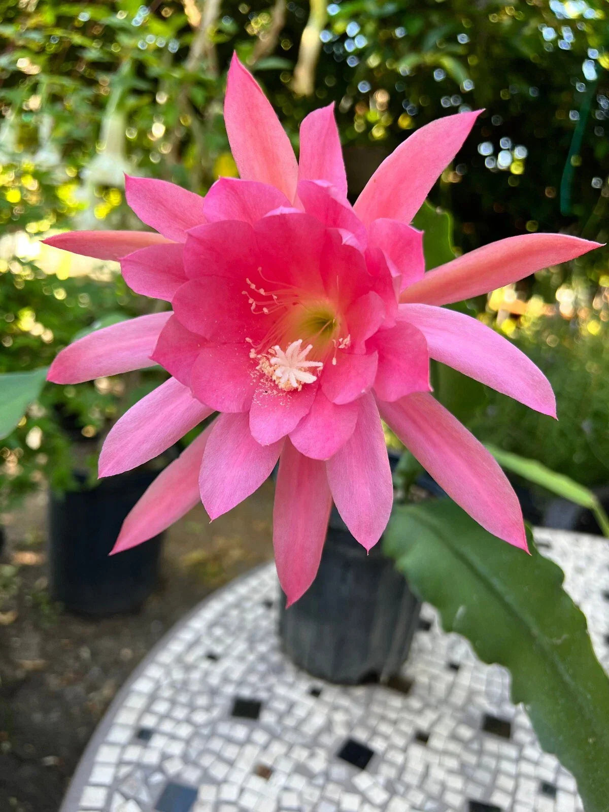 Live Orchid Cactus 8" Tall Pink Blooms in 4" Pot - Rare Epiphyllum
