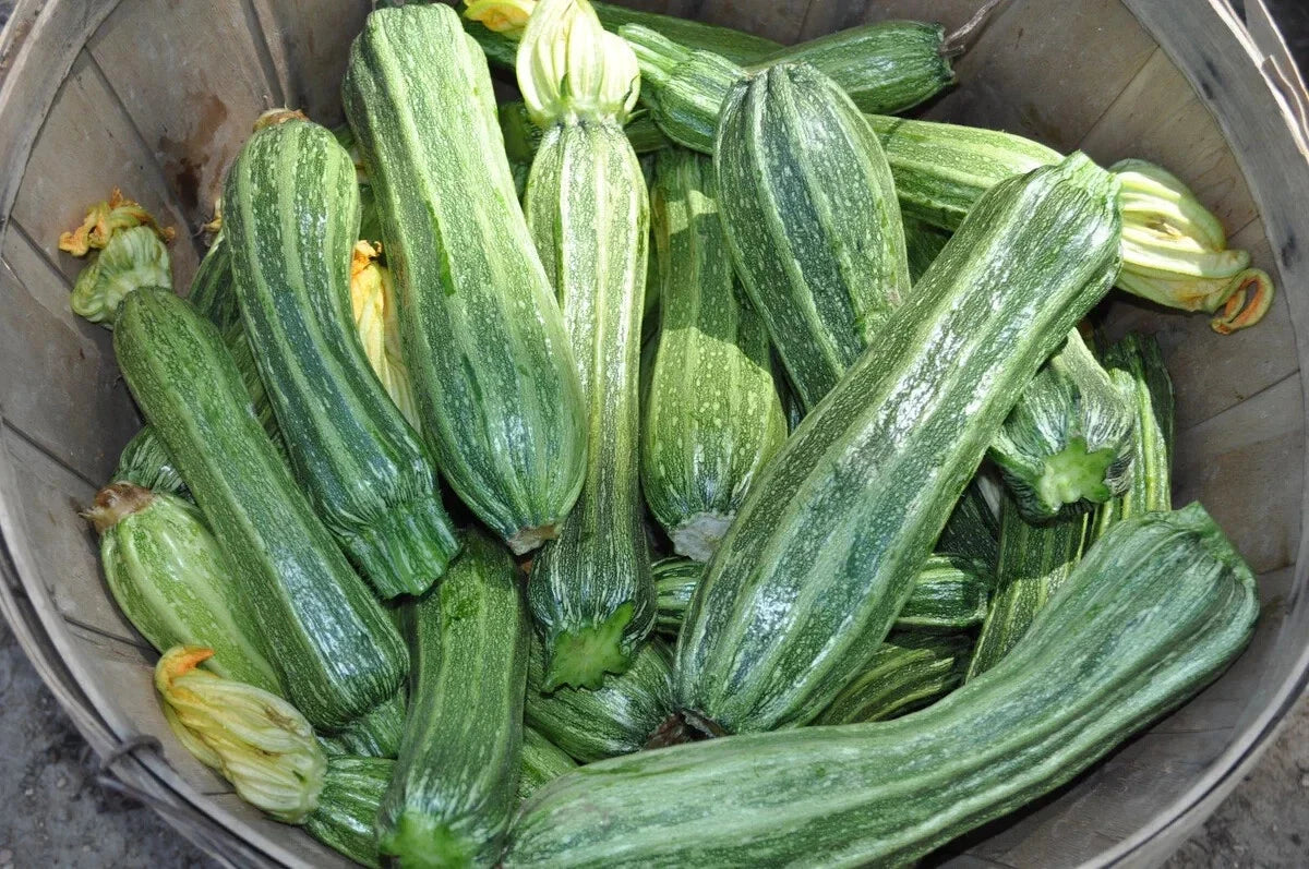 Costata Romanesco Zucchini Seeds – Organic Heirloom, Cucurbita pepo, 25+ Pack, Bush Variety, Non-GMO, Full Sun, Free Shipping USA