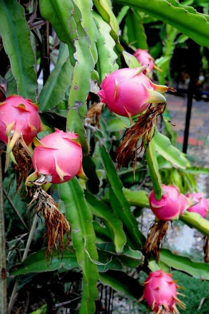 Dragon Fruit Cuttings 10-14" Healthy Hylocereus undatus for Tropical Gardens