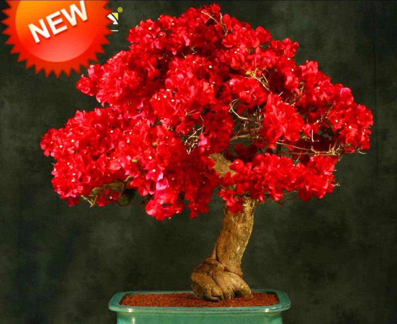 Rare Bougainvillea Starter Plant - Spectabilis Red - Well Rooted Tropical Flowering Climber - Bougainvillea spectabilis