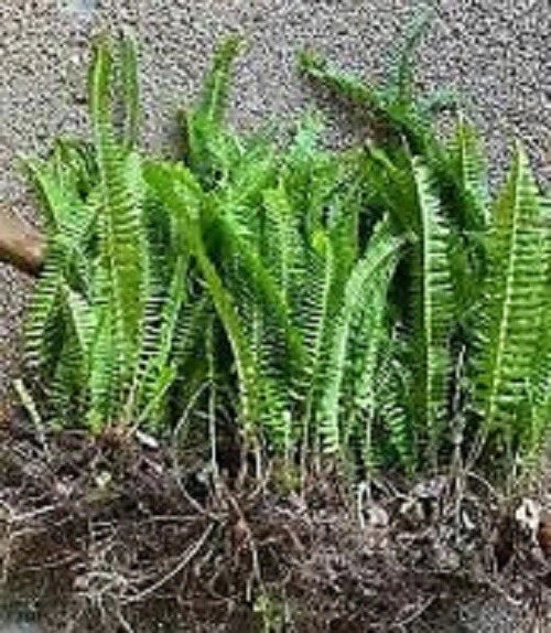 Boston Ferns - 6 Bare Root Plants - Nephrolepis exaltata - Indoor Outdoor Ferns for Hanging Baskets