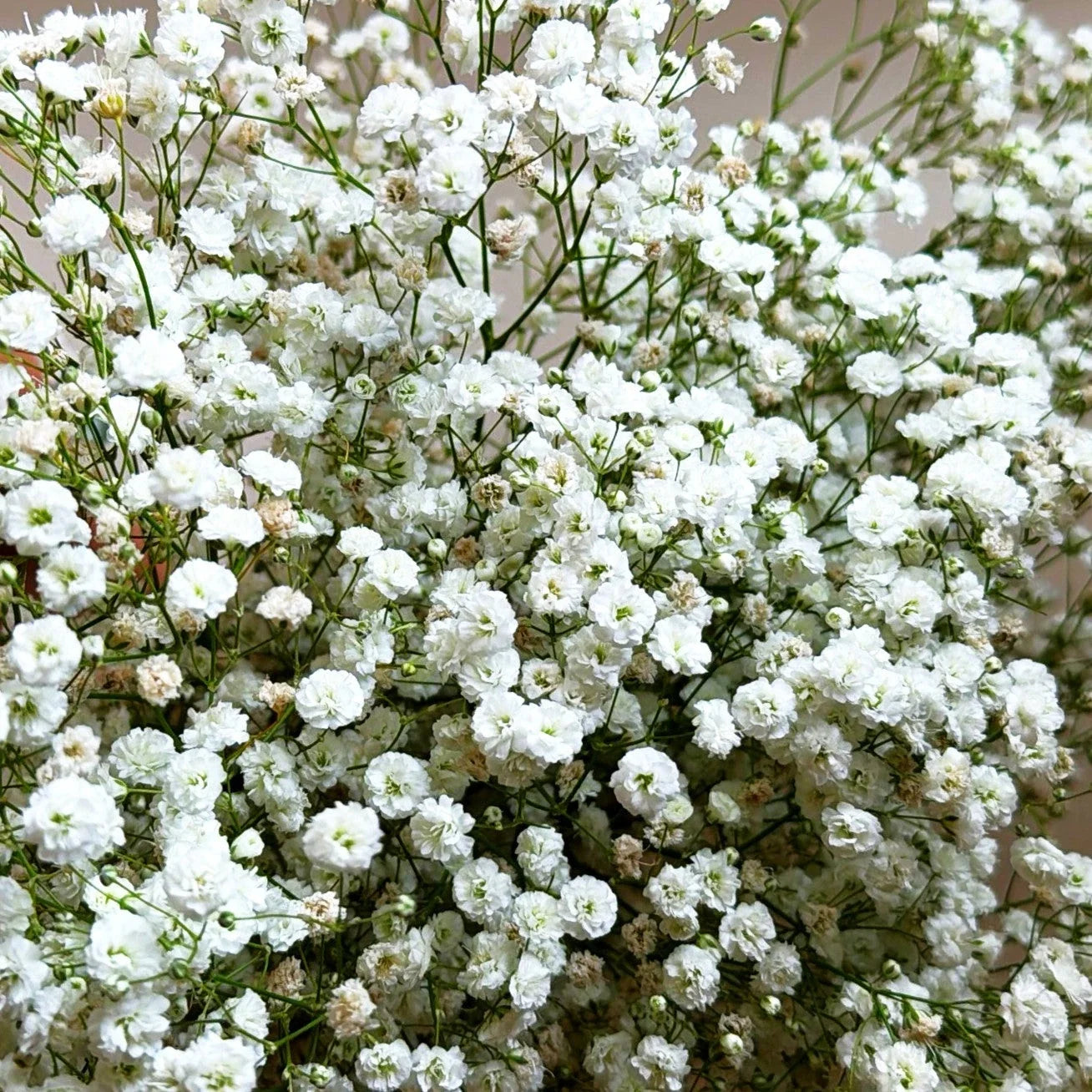 Baby's Breath Seeds - Perennial Gypsophila Paniculata for Gardens & Bouquets - 100 Seeds