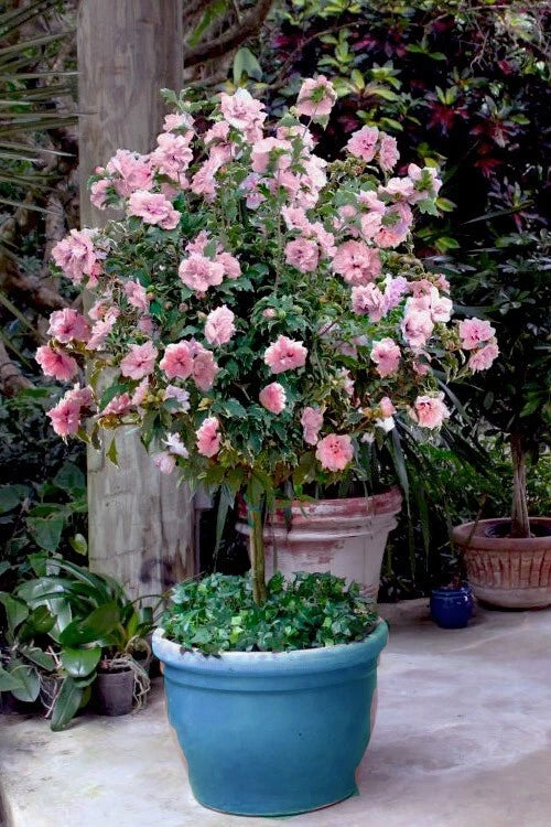 Rare Pink Sugar Tip Double Rose of Sharon Hibiscus Cuttings - 6 Dipped Hibiscus syriacus Plantings
