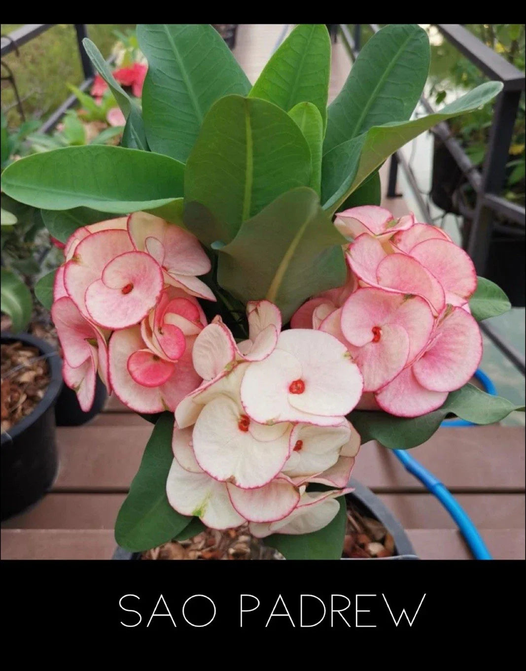 Crown of Thorns Plant - 4-Inch Rooted Euphorbia Milii - Sao Padrew Variety - Indoor Outdoor Succulent