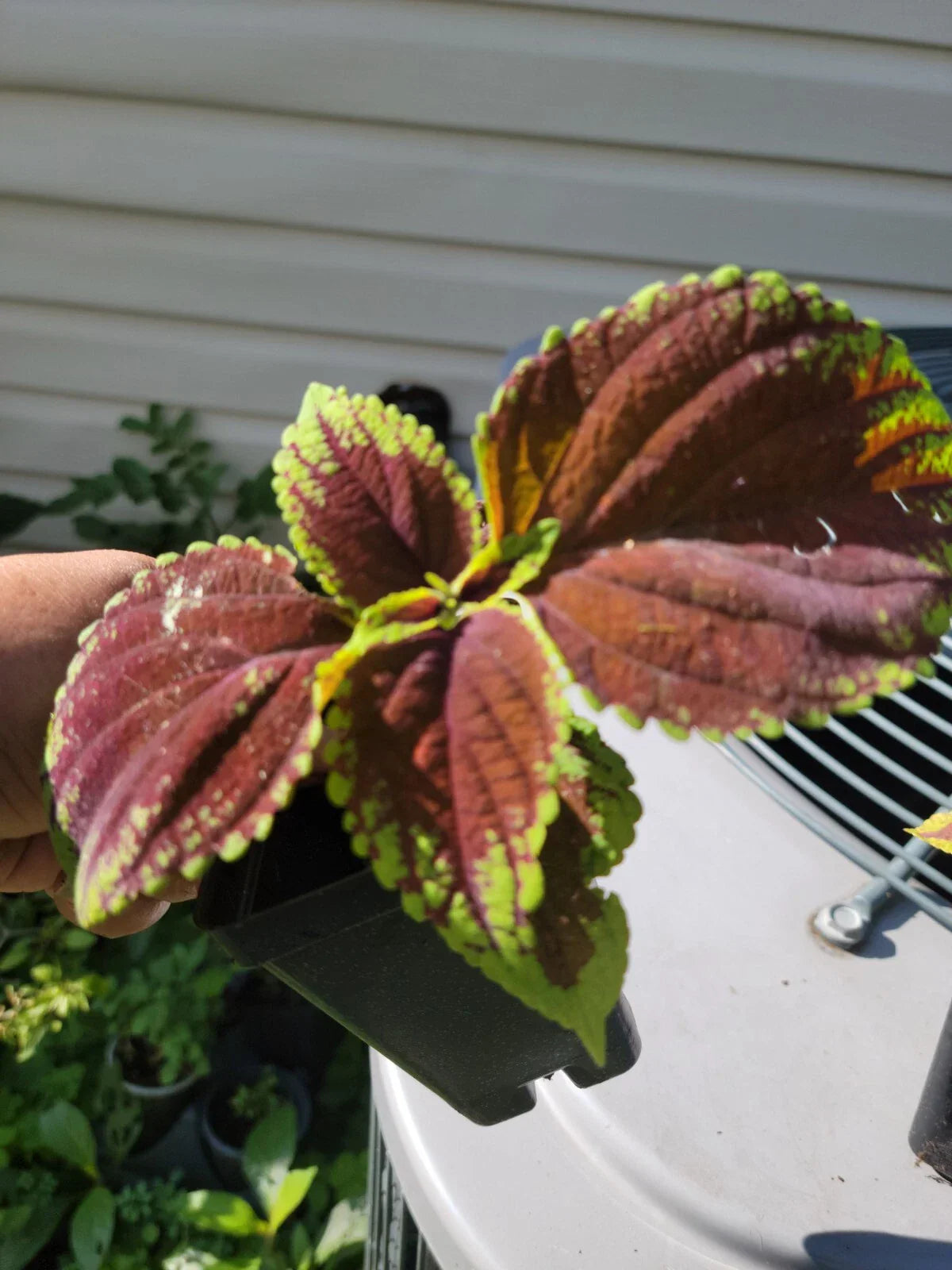 Purple Coleus Live Plant in 2.5" Pot with Soil - Vibrant Purple Foliage