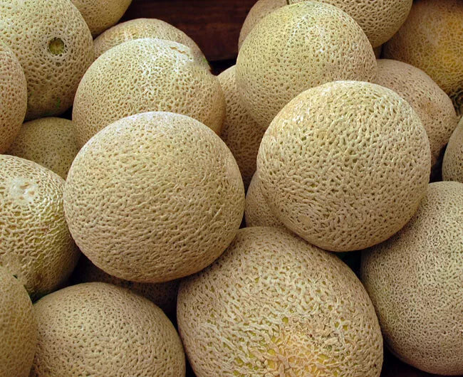 Honey Rock Cantaloupe Seeds 50+ Non-GMO Melon Fruit - Cucumis melo - Fresh USA Seller