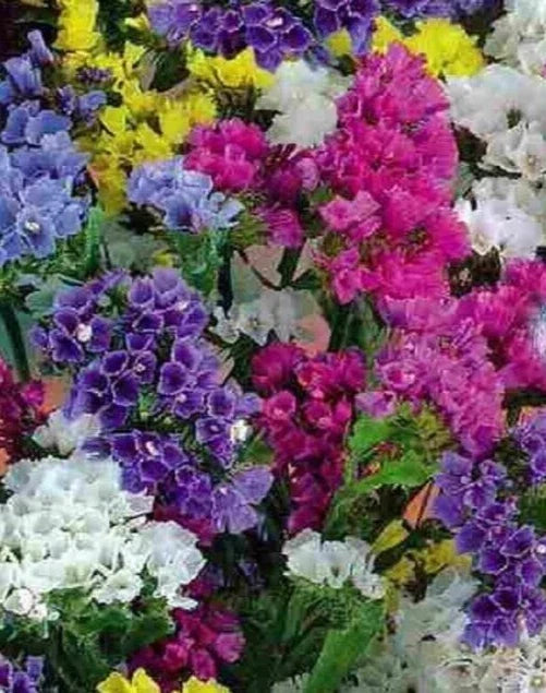 Statice Seeds QIS Mix 25 Count, Dried Flower Variety, Limonium sinuatum, Bright Colors for Cut Flowers & Dried Arrangements
