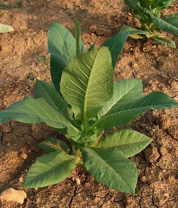 Virginia Gold Tobacco Seeds - 100 Organic Non-GMO Heirloom Seeds Nicotiana tabacum