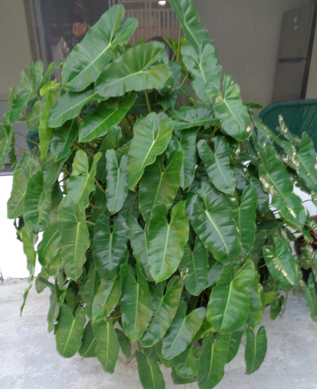 Burle Marx Philodendron Plant – 10-12 Inches Well Rooted Indoor Outdoor Philodendron 'Burle Marx'