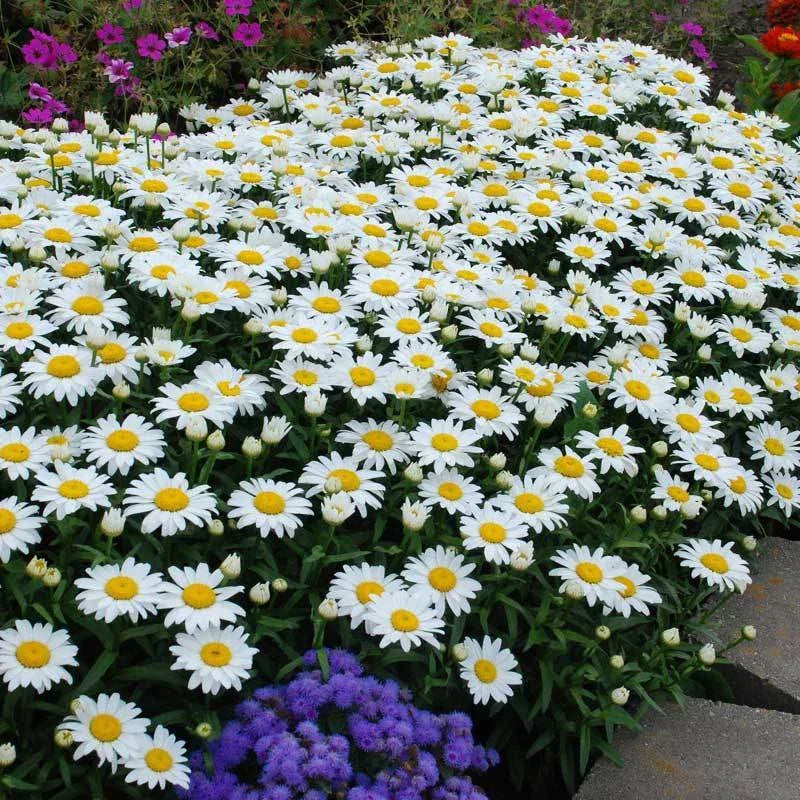 Dwarf Daisy Seeds - 100 Fresh Leucanthemum Paludosum Perennial Flower Seeds for Garden 2025