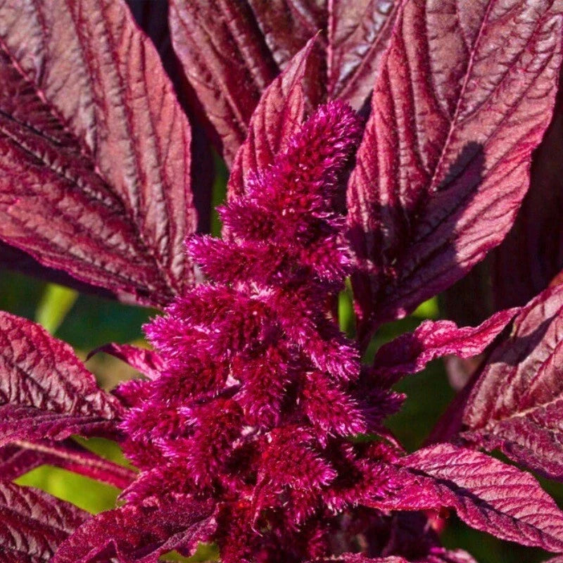 Amaranth Seeds - 250+ Red Garnet Non-GMO Heirloom - Amaranthus cruentus - Garden, Ornamental, Edible Landscaping