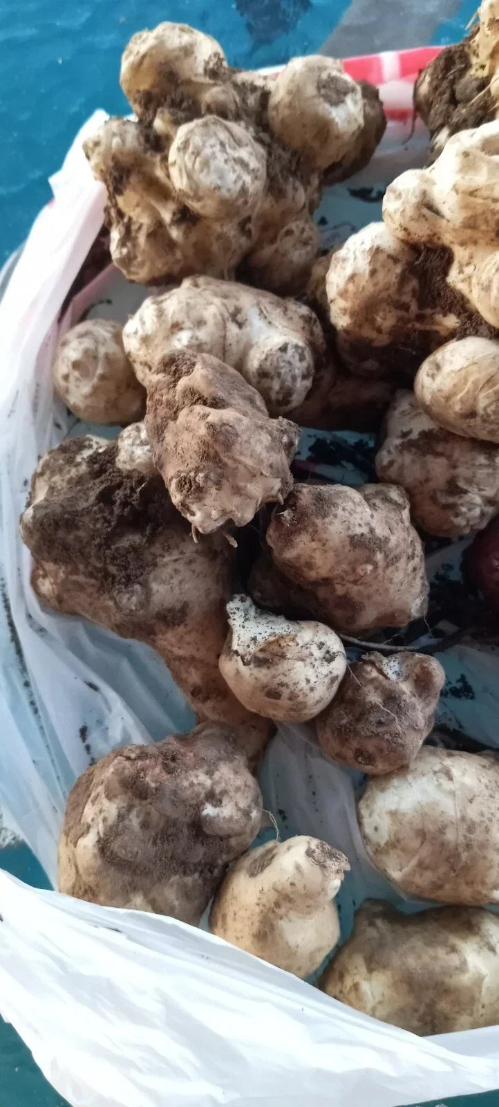 Organic Jerusalem Artichoke Tubers - White Medium & Small, Non-GMO, Easy to Grow Helianthus tuberosus