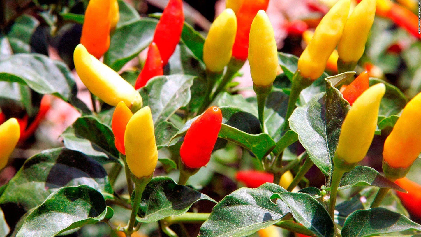 Tabasco Pepper Seeds - Non-GMO Hot Chili Pepper - Capsicum frutescens