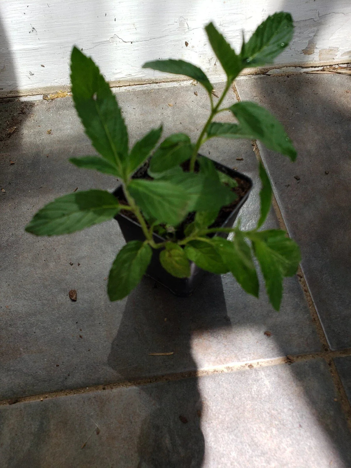 Potted Live Peppermint Plant - 4" Pot - Fresh Herb Mentha × piperita for Culinary and Garden Use