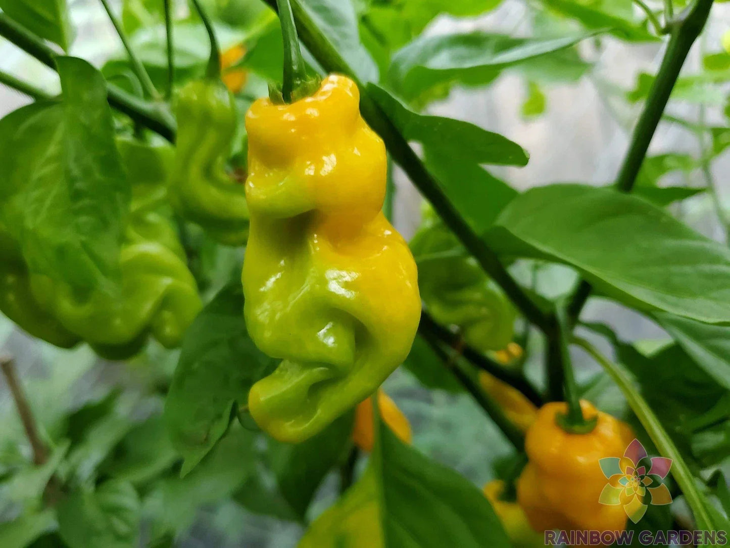 Madame Jeanette Hot Pepper Seeds - 25+ USA Grown Capsicum chinense for Garden