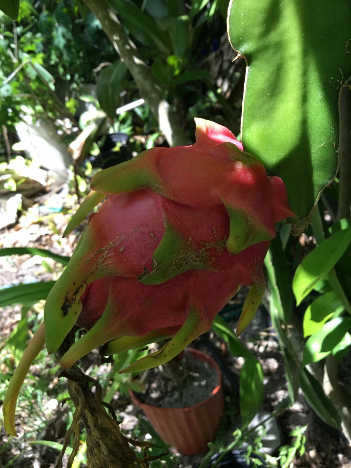 Vietnam Dragon Fruit Cuttings - 8-12 Inches Long + Free 4-Inch Hylocereus undatus Cactus Propagation Plant