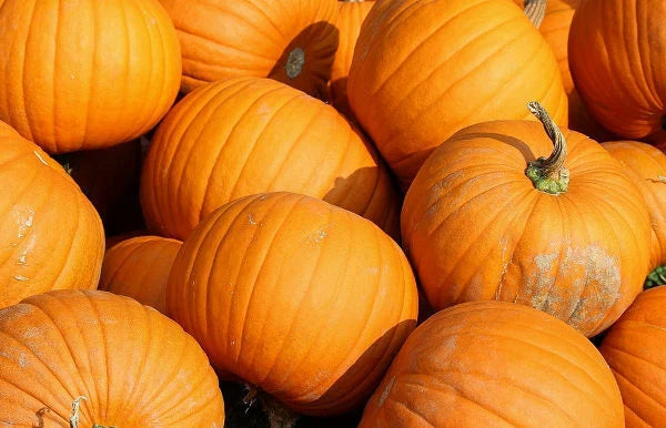 Jack O Lantern Pumpkin Seeds 20 Ct Non-GMO - USA Grown Halloween Cucurbita pepo
