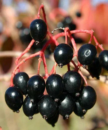 Nannyberry Flowering Tree Seeds - 37 Seeds - Edible Fruit - Viburnum lentago - Groco USA