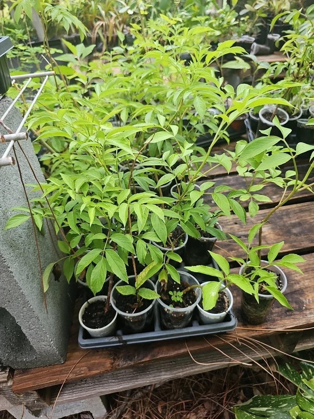 American Elderberry Tree Live Plant, Fully Rooted Sambucus canadensis, Edible Berries, Hardy Perennial, 3 Gallon Size