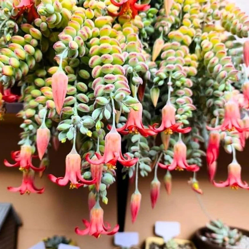 Live Cotyledon Pendens Succulent Plant - Trailing Indoor Plant in 4" Pot - Easy Care, Drought Tolerant, Succulent for Hanging & Decor