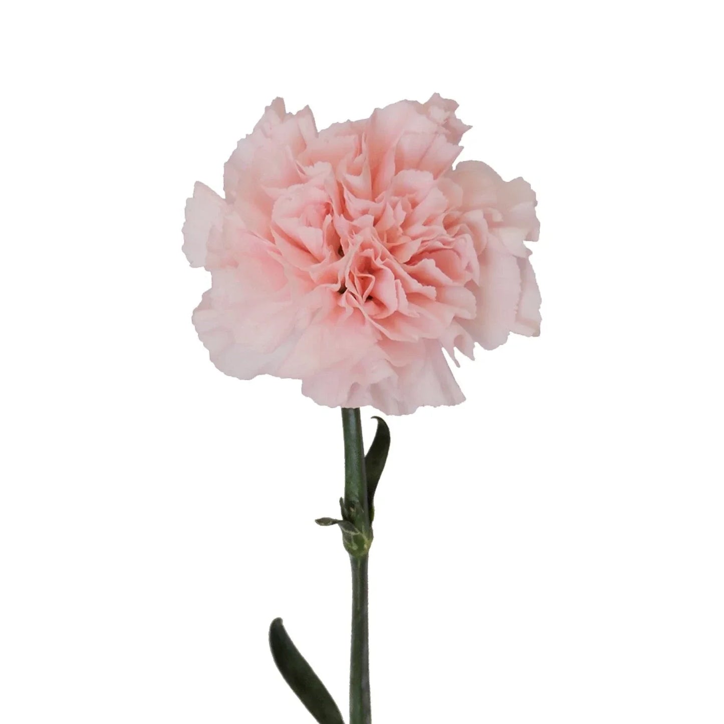 Pretty in Pink Carnation Cuttings for Rooting - 15 Cuts | Dianthus caryophyllus