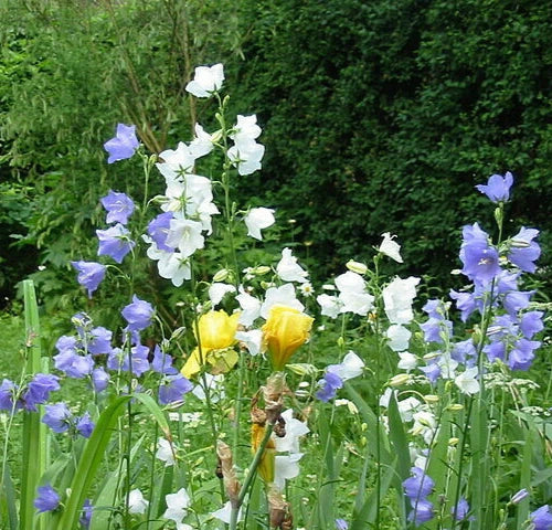 Peach Leaf Bellflower Seeds 500 Count, Blue and White Mix, Campanula persicifolia, Perennial Garden Flower Seeds