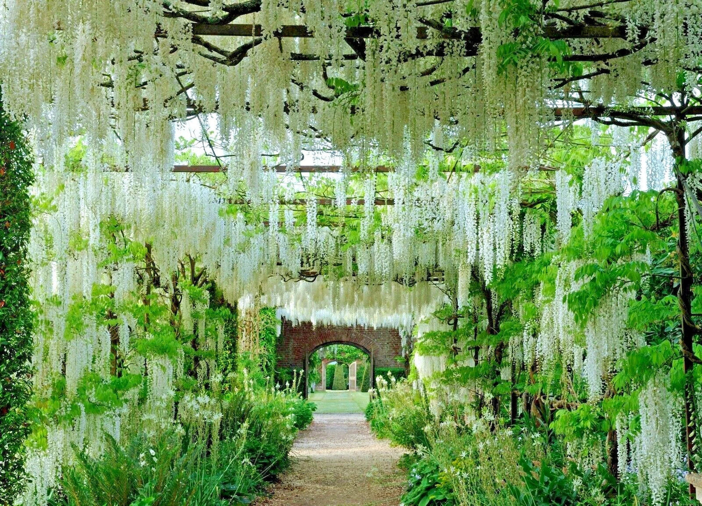 White Wisteria Seeds - Wisteria floribunda 'Alba' - Hardy Climbing Flower Vine
