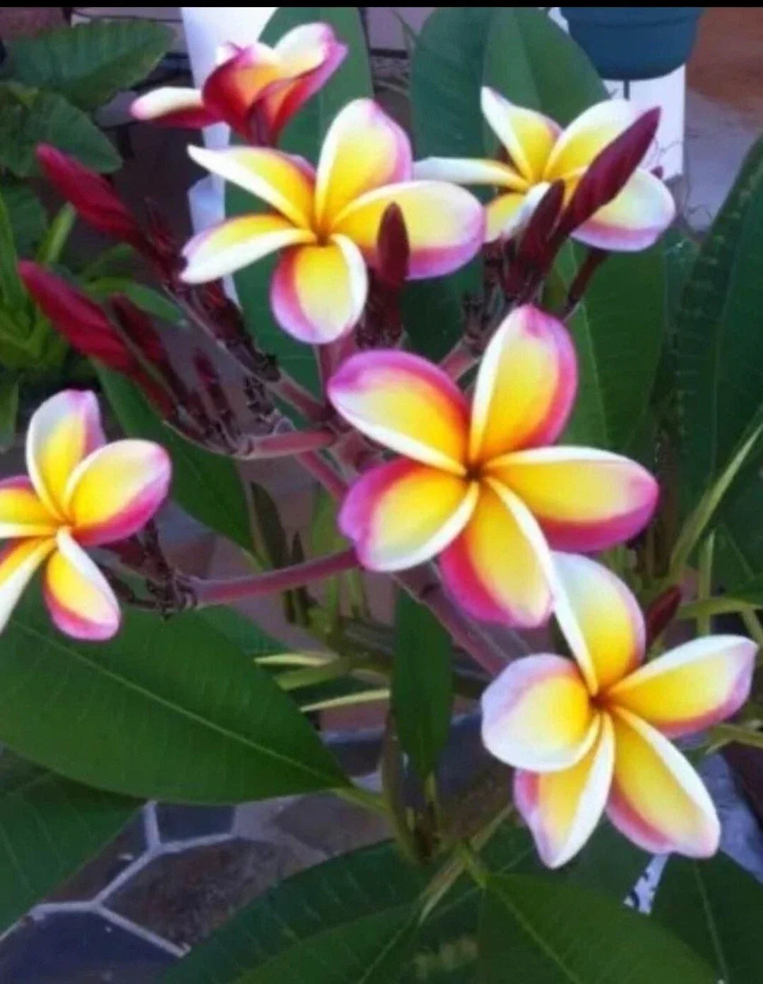Plumeria Plant 3-Inch Pot | Multicolor Flowering Tropical Perennial | Rooted from Seeds