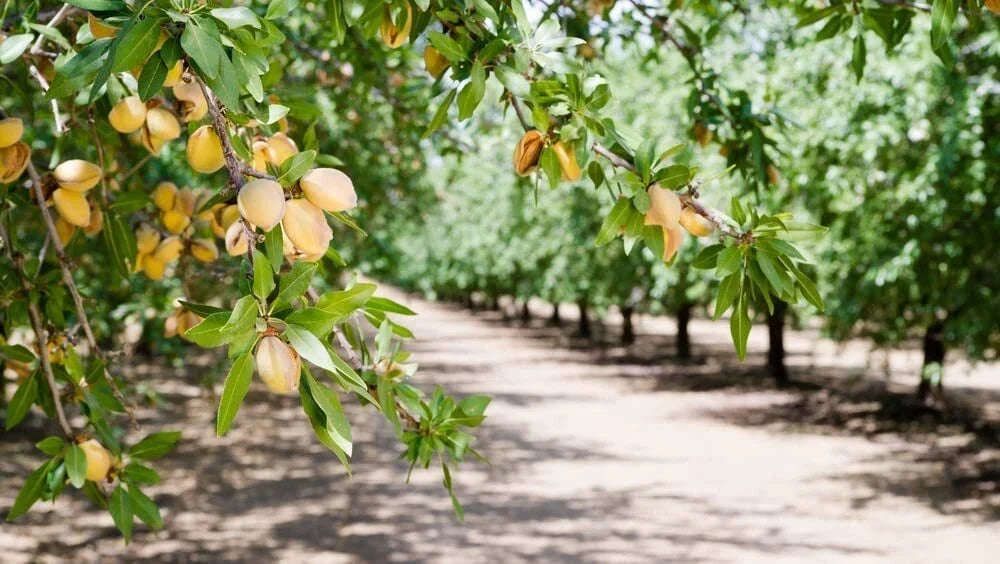 Organic Almond Tree Seeds - 10 Seeds for Growing Prunus dulcis Nut Tree in Garden