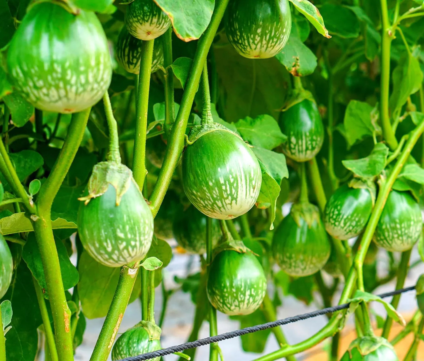 Thai Eggplant Seeds - 100+ Pack - Round Ornamental & Tasty Solanum melongena