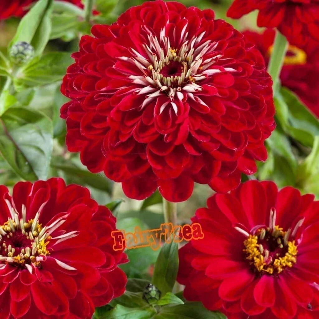 Zinnia Seeds Dahlia Flowered Meteor Red - Vibrant Annual Zinnia elegans for Garden & Containers
