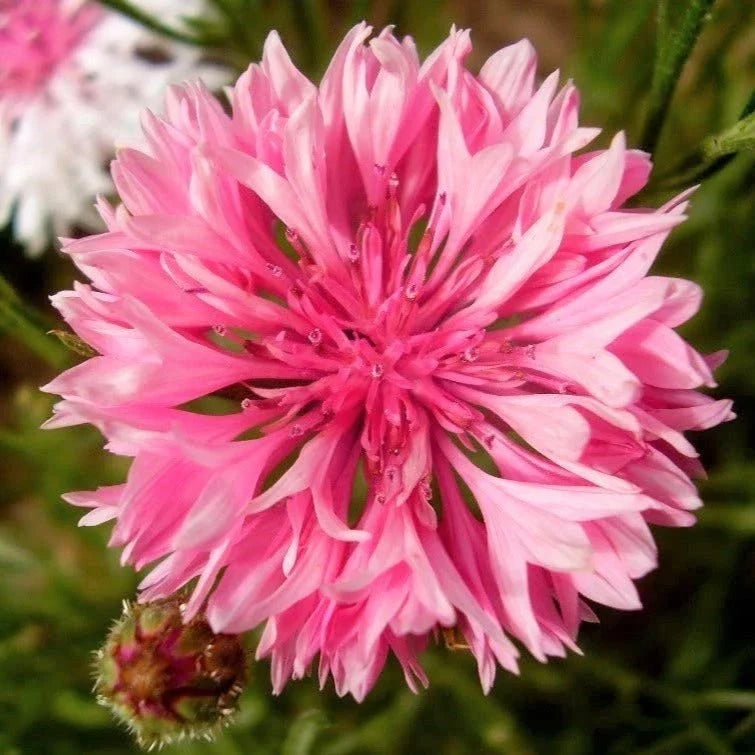 Pink Tall Bachelor Button Seeds - 1000+ Centaurea cyanus 'Rose' Flower Seeds for Borders, Cut Flowers & Wildflower Gardens