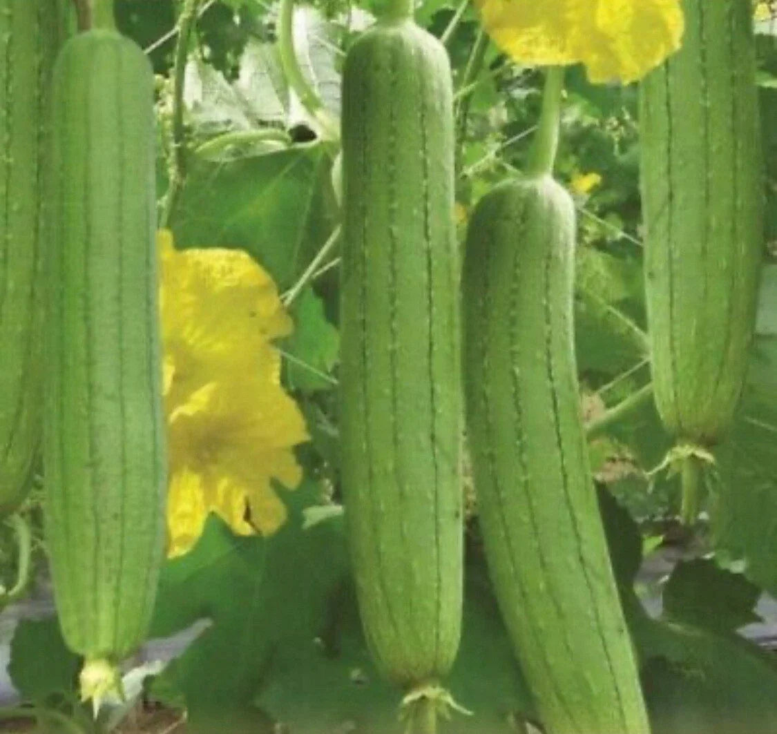 Vegetable Sponge Seeds, Luffa aegyptiaca, Non-GMO, Climbing Vine, Natural Cleaning & Culinary Use, 10+ Seeds
