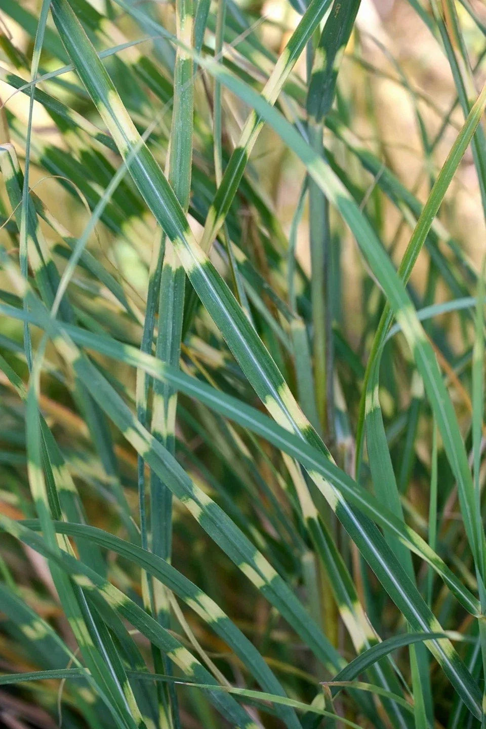 Zebra Grass Seeds - Variegated Miscanthus Sinensis Zebrinus for Gardens - Clumping, Striped Foliage, 10+ Seeds
