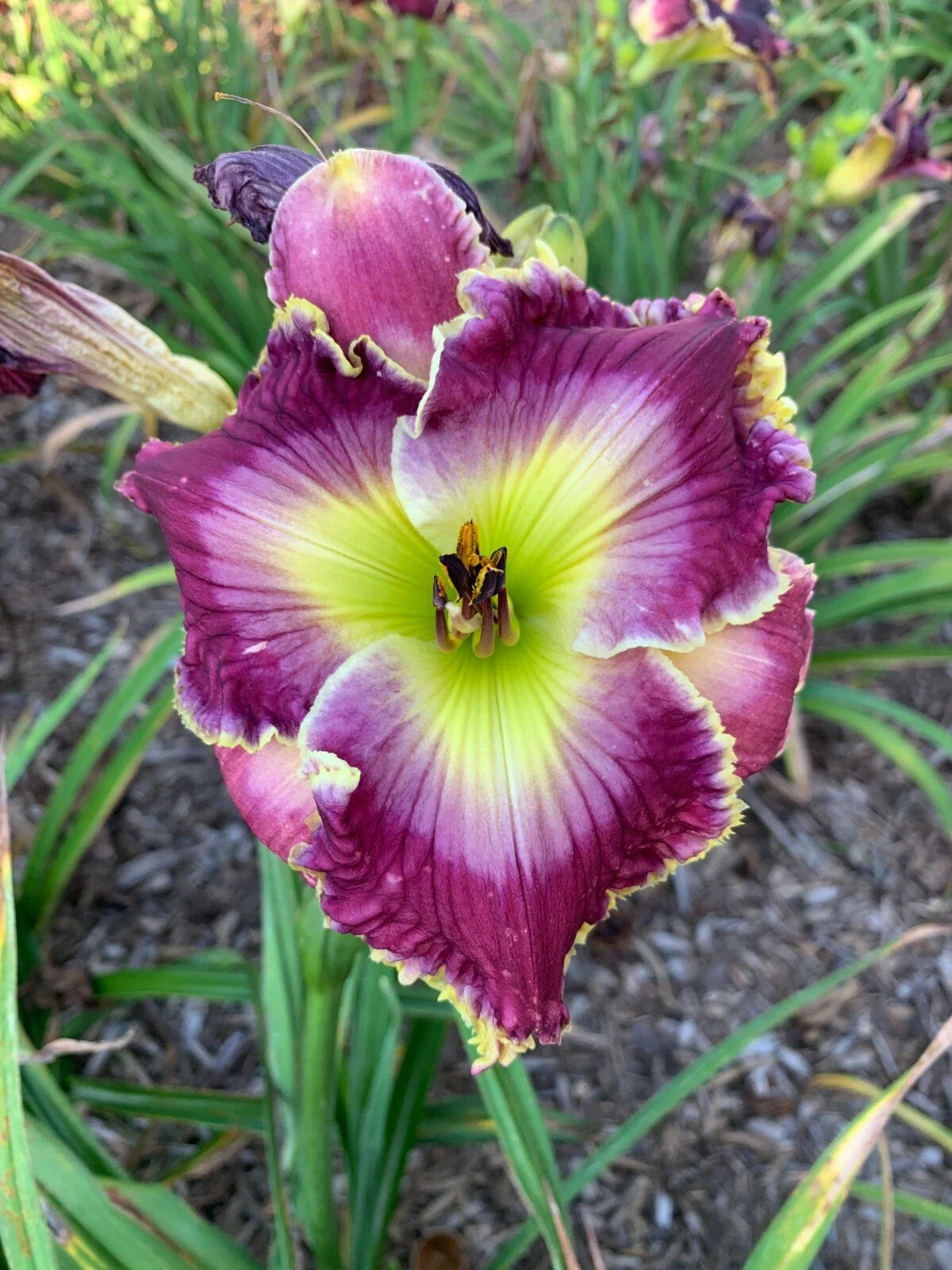 Mixed Daylilies Bare Root Plants – 50 Premium Varieties, Hemerocallis for Garden Borders & Landscaping