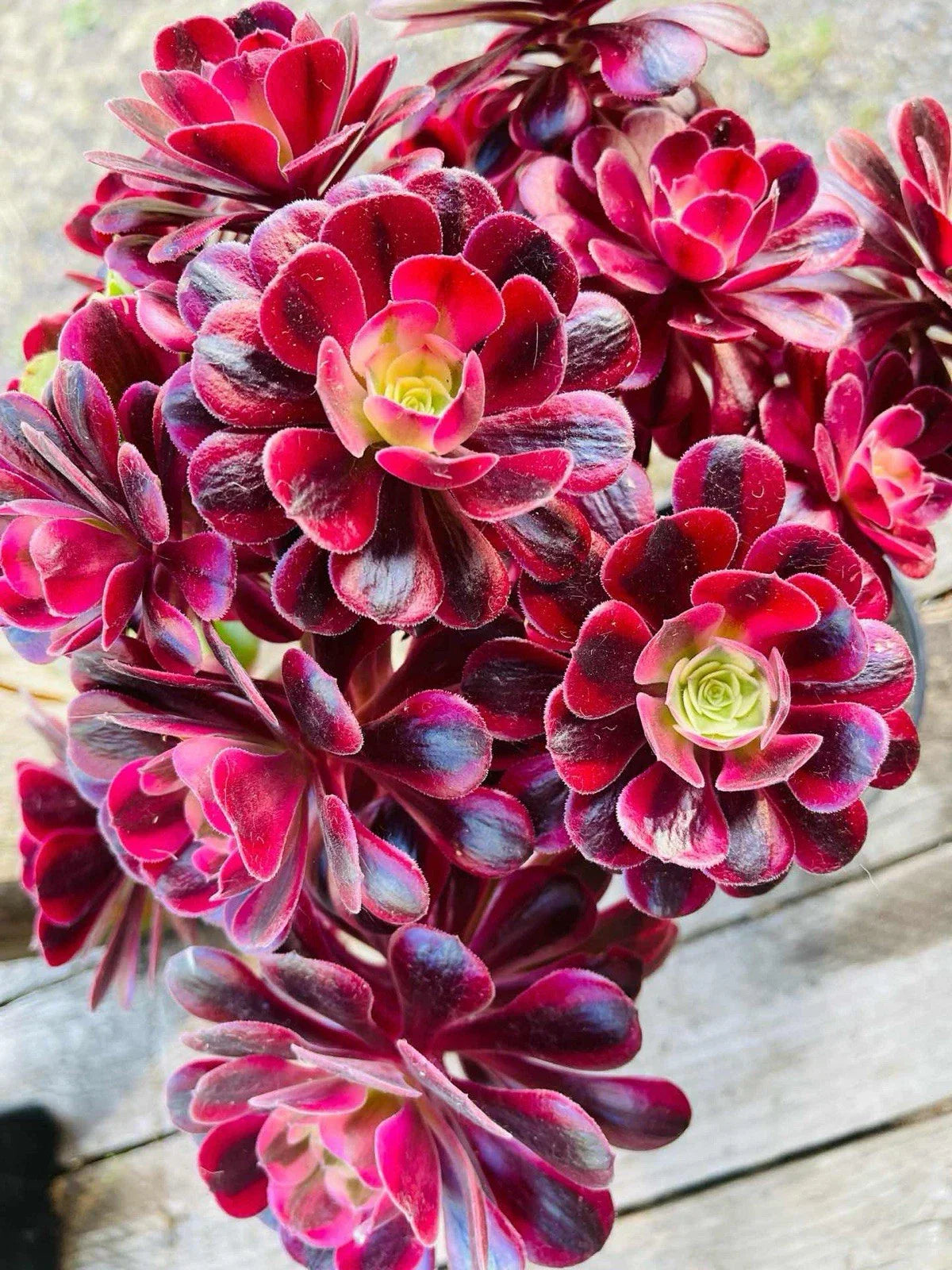 Rare Aeonium Medusa Cutting 5.5"-6" Variegated Succulent Plant Indoor Outdoor