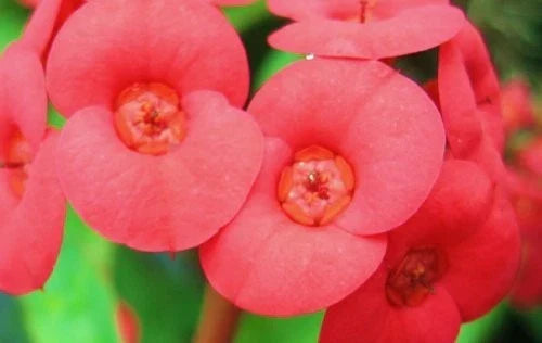 Crown of Thorns Plant - Euphorbia milii with Vibrant Red Flowers for Indoor and Outdoor Decor