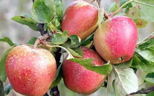 Adams's Pearmain Apple Seeds - Organic Malus domestica Fruit Tree Seeds for Garden Planting, Heirloom, Non-GMO