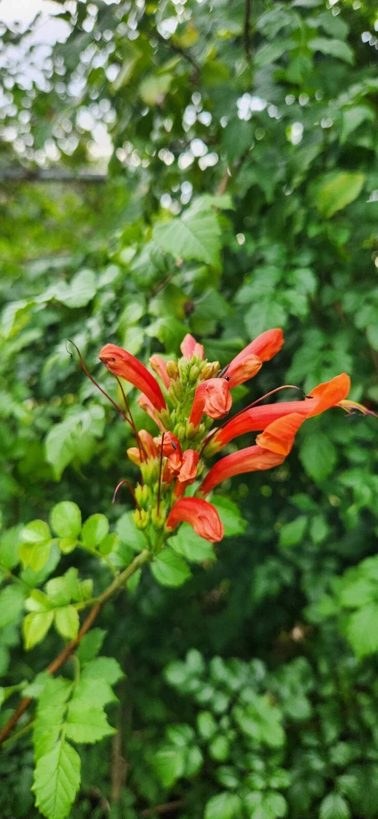 Rooted Cape Honeysuckle Plant - Tecomaria Capensis - Attracts Butterflies & Hummingbirds