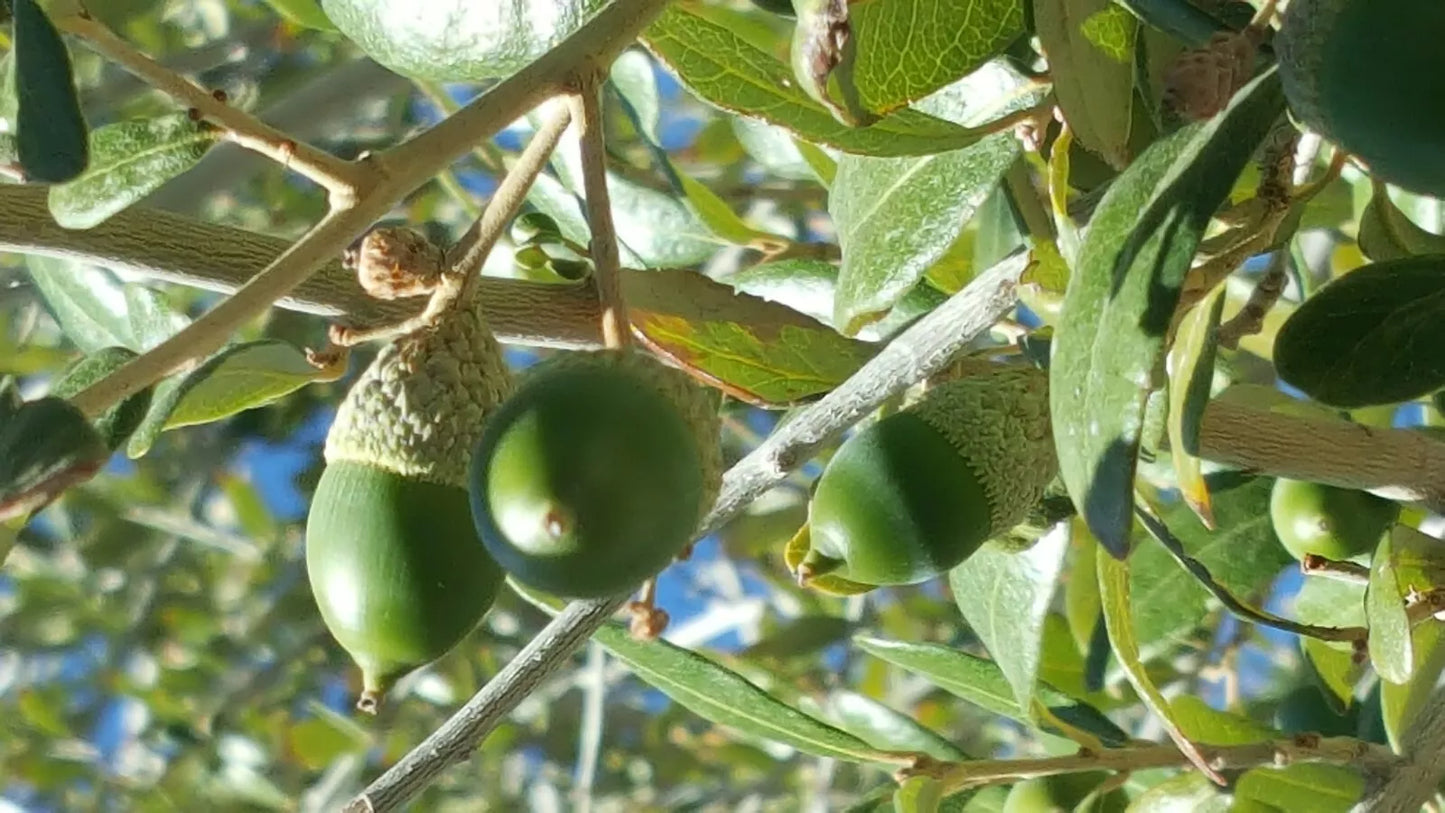 Quercus Ilex Acorns – 30 Mediterranean Holly Holm Oak Seeds from Dalmatian Coast, October 2024 Harvest