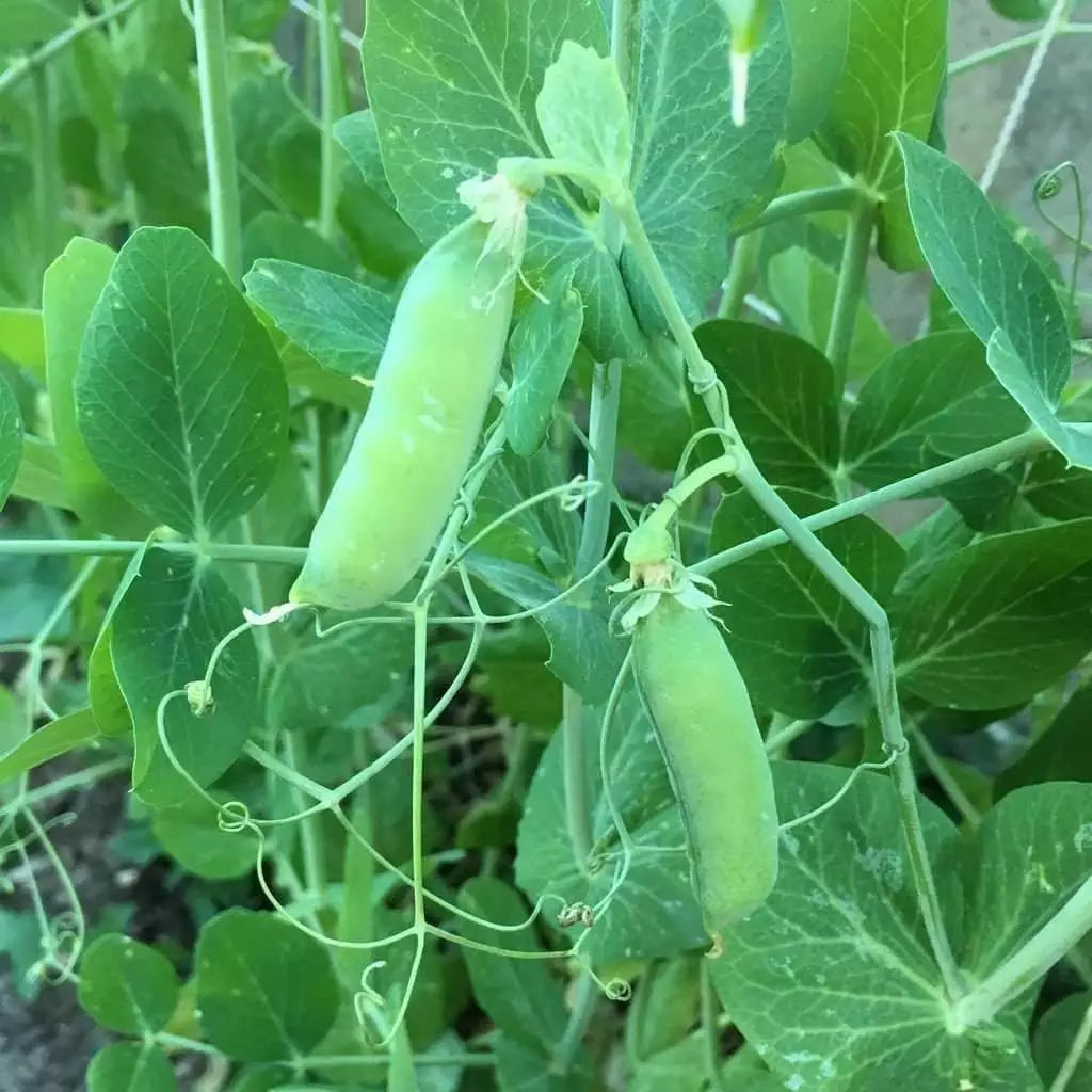 Early Alaska Pea Seeds 25 Ct Heirloom Non-GMO Vegetable Garden USA