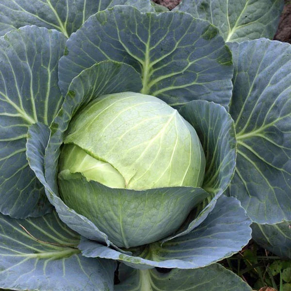Cabbage Seeds Stonehead Variety - Organic Brassica oleracea Seeds