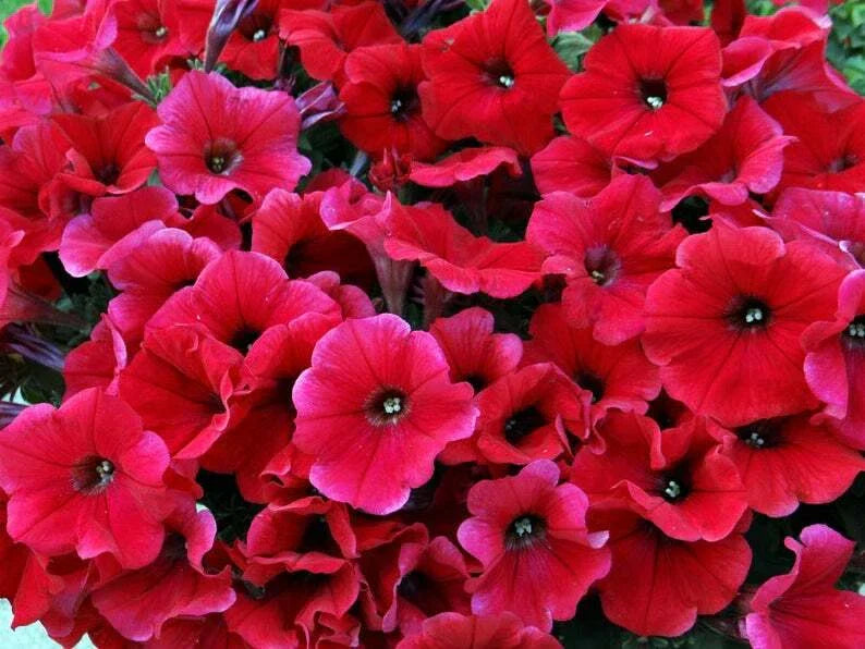 Petunia Seeds - 50 Bright Red Seeds for Containers & Hanging Baskets