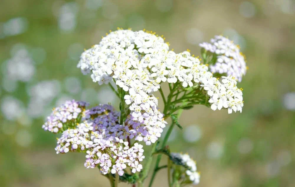 White Yarrow Flower Seeds - 1000 Achillea Millefolium Perennial Herb Seeds