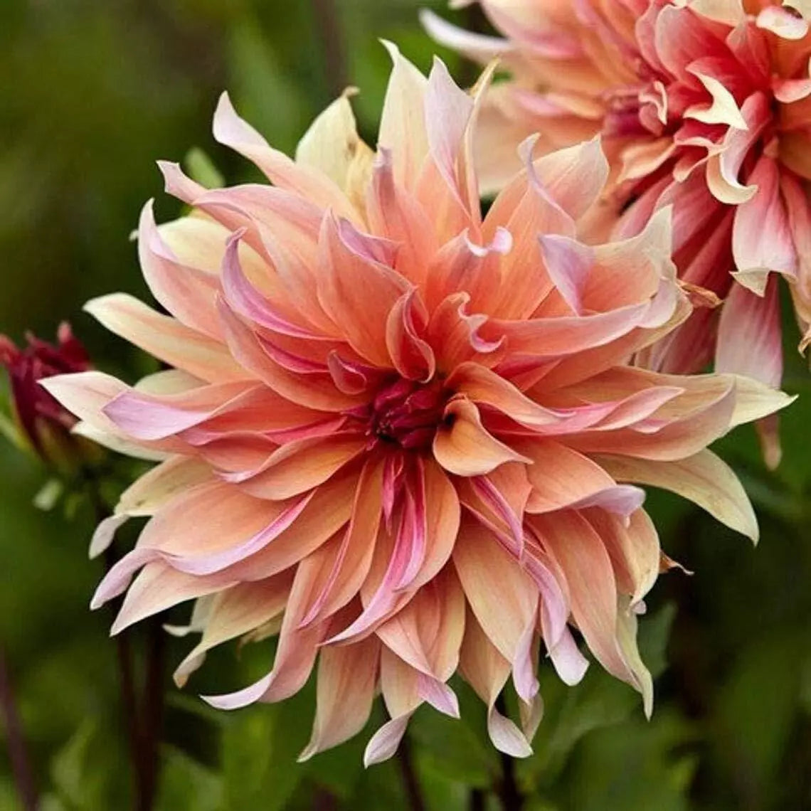 Dahlia Flower Seeds - Exotic Mix, 100+ Seeds, Labyrinth Variety, Full Sun, Well-Drained Soil, Hardy in Zones 3-10