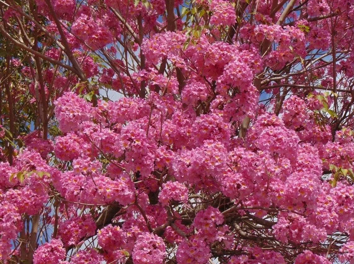 Tabebuia heterophylla Starter Plant – Yellow Trumpet Tree for Gardens & Landscaping, 24-36 Inches