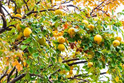 Quince Tree Seeds 5 Pack ā Rare Edible Fruit Tree Seeds for Backyard Orchard & Ornamental Garden ā Cydonia oblonga